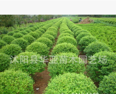 基地大量批发大叶黄杨球 冬青球 小叶黄杨 绿篱四季常青绿化苗木图3