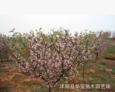 批发绿化苗木垂丝海棠 西府海棠树苗 北美海棠 盆栽庭院花卉图3