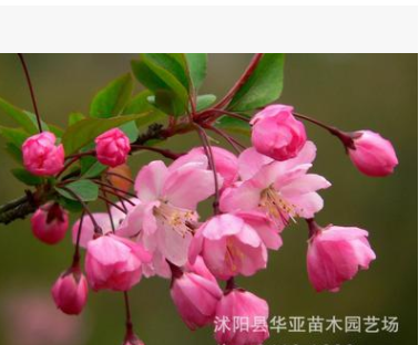 批发绿化苗木垂丝海棠 西府海棠树苗 北美海棠 盆栽庭院花卉图2