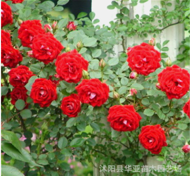 批发藤本月季 盆栽花卉 盆栽花苗 藤本植物 月季花苗 爬藤植物