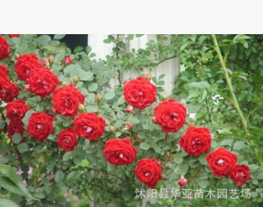 批发藤本月季 盆栽花卉 盆栽花苗 藤本植物 月季花苗 爬藤植物图2