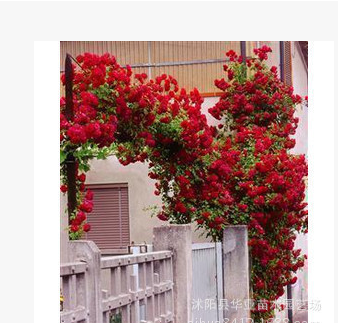 批发藤本月季 盆栽花卉 盆栽花苗 藤本植物 月季花苗 爬藤植物图3