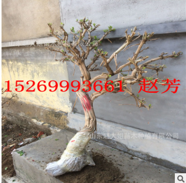 5 6 8 10公分大金银花盆景金银花树形造型景观树