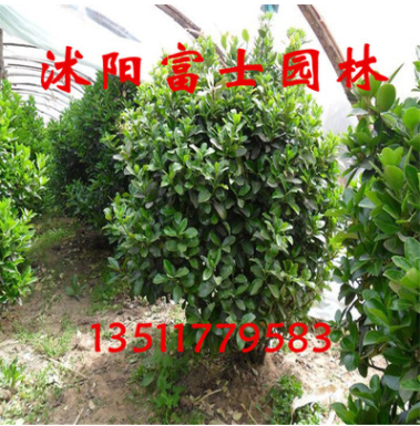 大叶黄杨球 工程绿化苗 大叶黄杨球苗图3