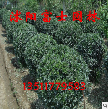 大叶黄杨球 工程绿化苗 大叶黄杨球苗图2
