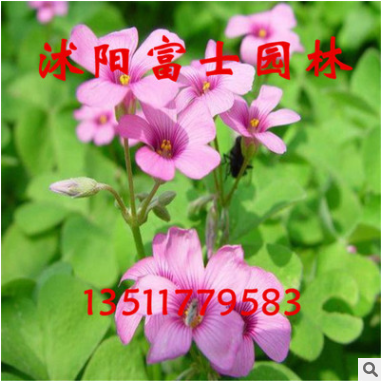 暖季型草籽草坪种子红三叶 优质红三叶种子批发图3