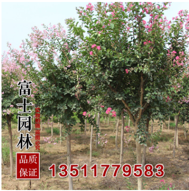 批发紫薇小苗 直径5厘米优质的紫薇苗 绿化工程苗苗圃现挖发货图3