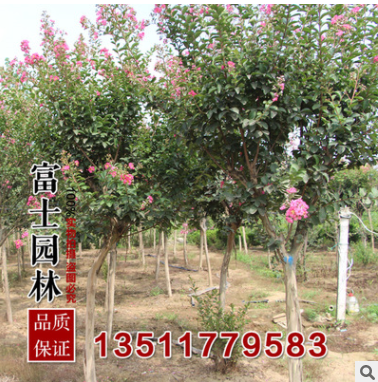 批发紫薇小苗 直径5厘米优质的紫薇苗 绿化工程苗苗圃现挖发货图2