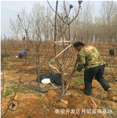 四川成都2公分3公分5公分大樱桃树苗 当年挂果山东樱桃树种植基地