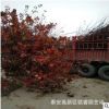 现货供应8公分美国红枫树苗价格 10公分红枫树产地 图片