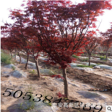 8公分日本红枫 小区绿化专用 10公分日本红枫价格 规格齐全