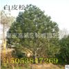 白皮松 山东白皮松价格 泰安白皮松树苗产地