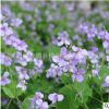 批发优质草花 二月兰种子 园林绿化景观 春播四季 耐阴 耐寒花卉