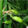 供应兰花鸢尾种子批发 庭院别墅公园绿化 量大从优 兰花鸢尾种子
