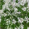 吊钟柳草花种子 优质观花植物 花海种籽菊花籽 发芽率高 量大优