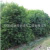 优质乌桕树苗 园林绿化工程苗木乌桕苗 规格齐全 行道风景树