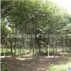 红榉树苗批发 工程绿化苗木 净化空气 量大价格优惠 庭荫榉树苗
