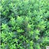 连翘苗花卉苗木 园林绿化基地 灌木景观树苗批发 色块苗 连翘绿篱