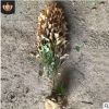 小叶黄杨批发 常绿灌木 园林风景树苗 绿篱观叶植物 裸根/毛球苗
