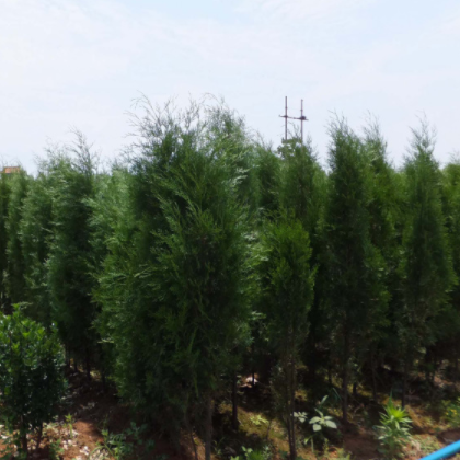 供应木春源侧柏