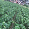 供应种苗 植物种苗 马家柚种苗