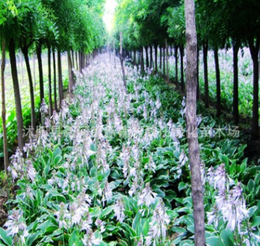 紫花玉簪 园林景观绿化植被 全国大量供应水生植物紫花玉簪