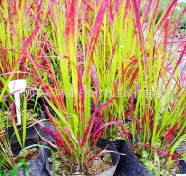 日本血草 园林绿化景观植被血草 大量供应水生植物日本血草