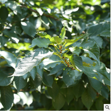 基地直销 樱花盆景绿化苗木 盆栽樱花种苗 花卉种苗植物批发