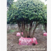 苗圃优价供应造型杨梅古桩 多杆杨梅树 园林果树