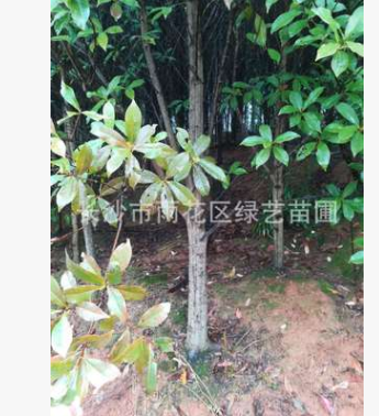 苗圃直销 现挖现卖杜英 行道树