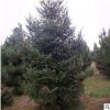云杉树基地直销规格齐全 云杉树价格优惠