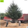 云杉树 北京上海圣诞节专用 节日首选 现挖 树枝粗壮 3米4米云杉