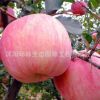 基地批发 苹果苗 苹果树苗 各种果树苗 量大优惠 当年结果