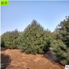 大量出售 1.5米白皮松 带土球成活率高 2米以上规格 白皮松树苗