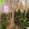 供应山东 浙江《银杏树大树》金叶行道树 10公分 7公分银杏树价格