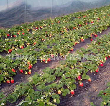 基地批发草莓苗 四季草莓 牛奶草莓 脱毒奶油 红颜草莓苗当年结果