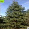 出售精品雪松树 现货供应 规格齐全 4米5米6米高 一级树南京雪松