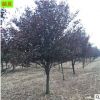 河北紫叶李 道路绿化首选树种 4 6公分8公分10公分紫叶李树价格