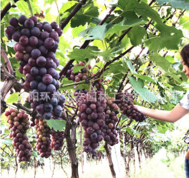 基地批发 葡萄苗 夏黑葡萄苗 巨峰葡萄苗 3公分苗 量大优惠