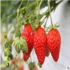 基地供应草莓苗 当年结果奶油草莓苗草莓种子四季草莓红颜草莓
