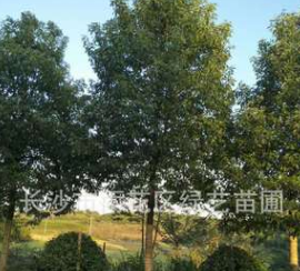 苗圃直销10公分--20公分全冠香樟树再生香樟截杆香樟大叶樟行道树