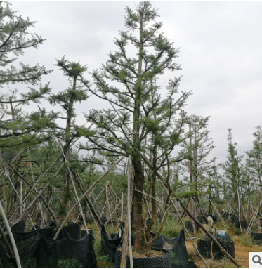园林批发绿化工程树木自然型杜松 适合南北方种植边道绿化杜松