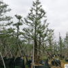 园林批发绿化工程树木自然型杜松 适合南北方种植边道绿化杜松