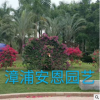 漳浦安恩园艺，基地直销 动物造型三角梅盆栽