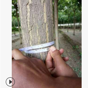 大型国槐树基地山东8公分老式国槐图2