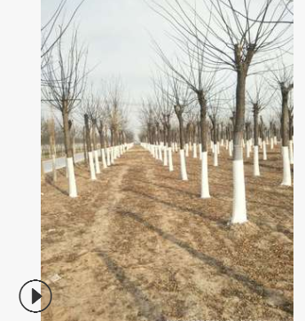 大型国槐树基地山东8公分老式国槐图3