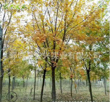 低价促销12-20公分五角枫 诚信经营12-20公分五角枫图2