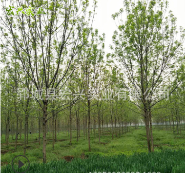 低价促销12-20公分五角枫 诚信经营12-20公分五角枫图3