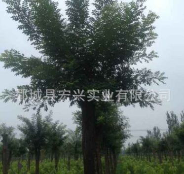 大规格国槐树基地30公分国槐图3