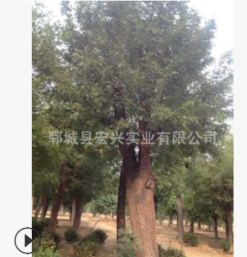 大规格国槐树基地30公分国槐图2